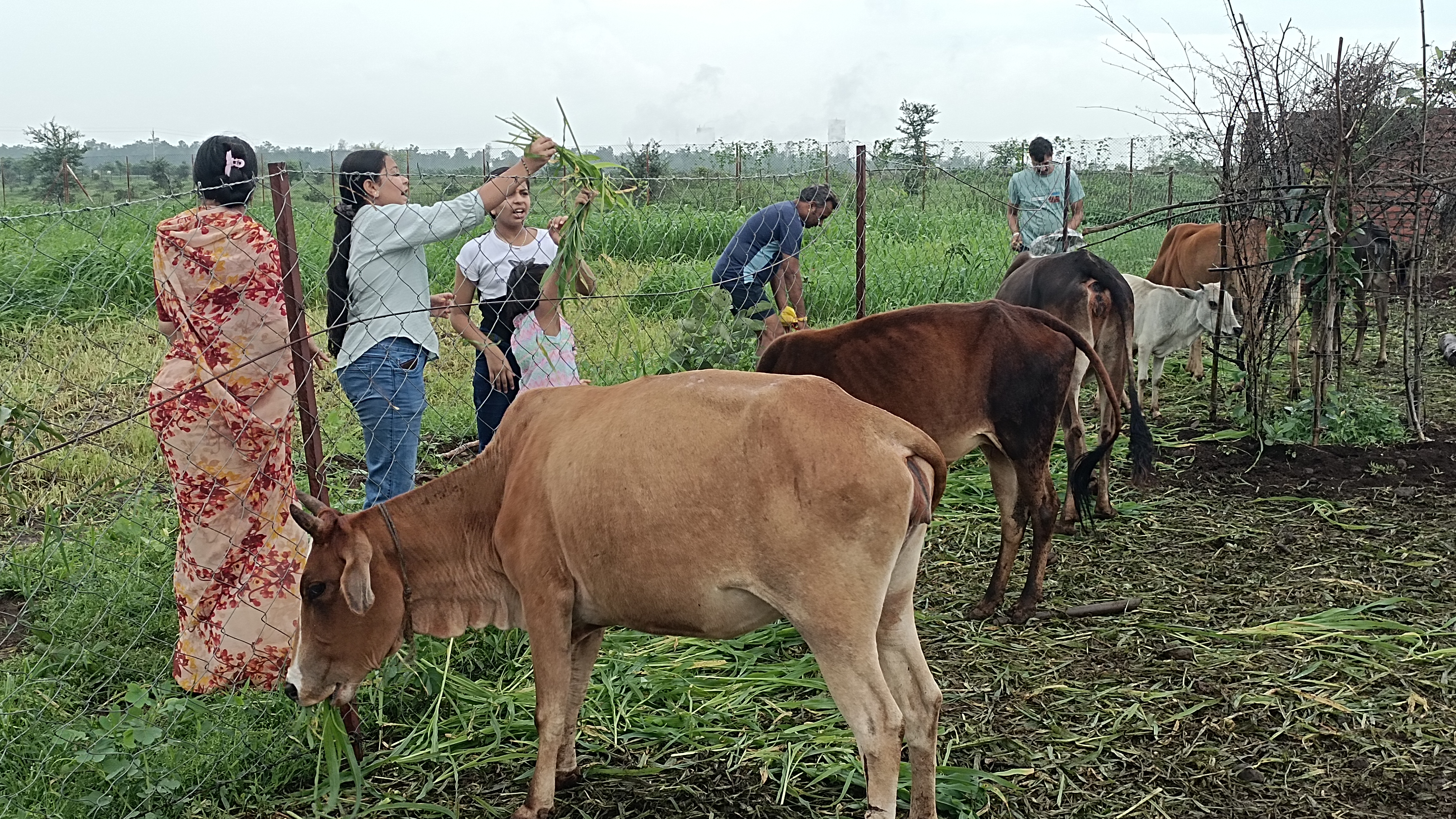 गौशाला 5